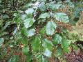 Green Alder, Northern Alder